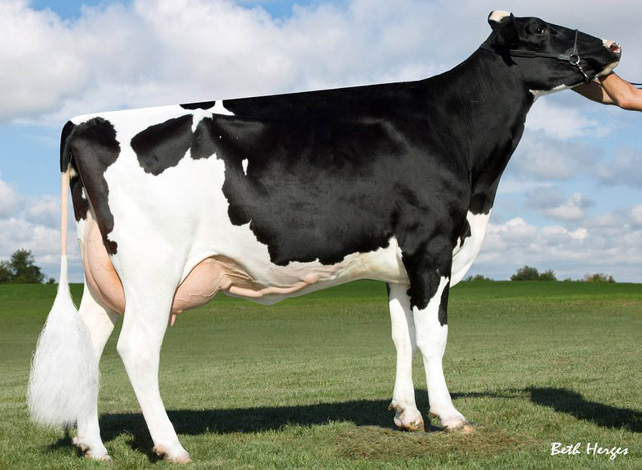 GOLD-N-OAKS GALI 1956 EX90 - GORDON dédanyja